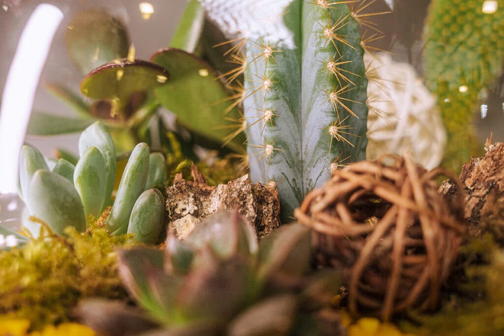 Le Terrarium de Succulentes et Plantes grasses - Taille L - Boutique -  Maître artisan fleuriste