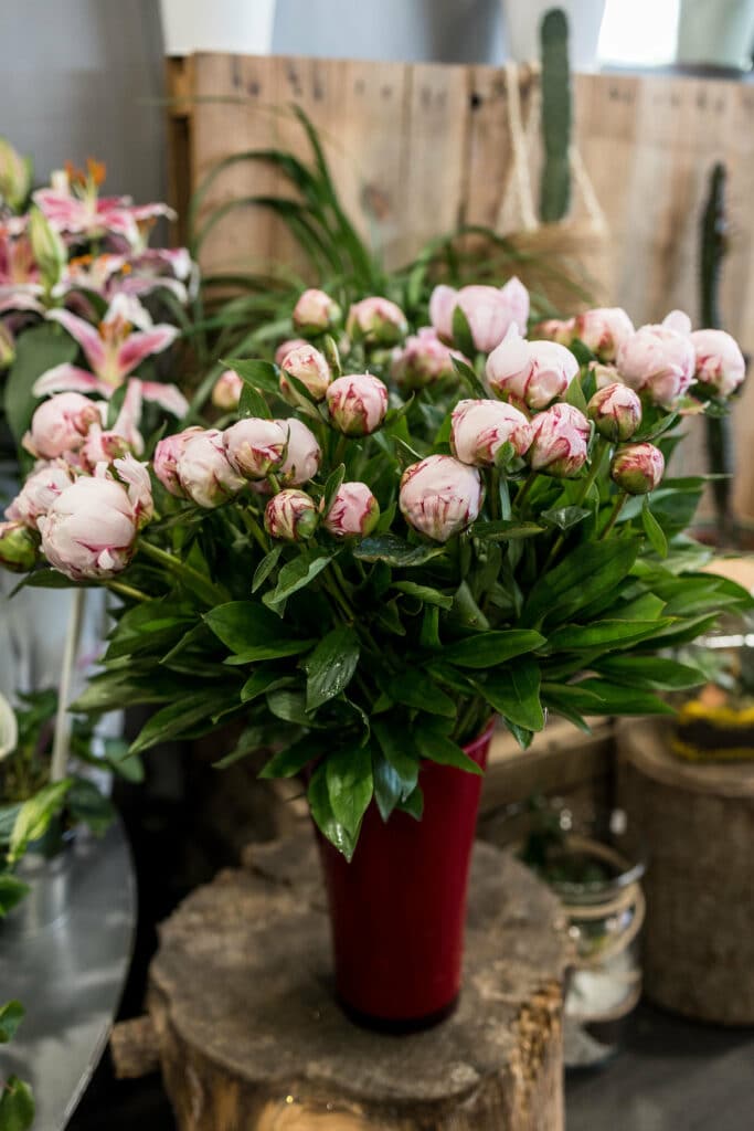 Pivoines coupées